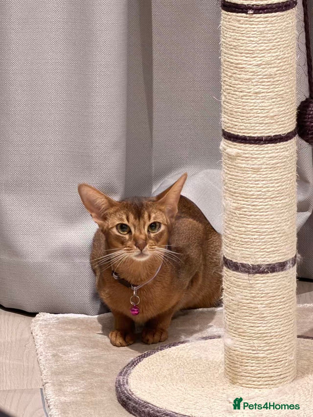 Abyssinian cats for sale: 🏆🏆🏆Beautiful Ruddy Abyssinian Cat🏆🏆🏆 - Advert 3