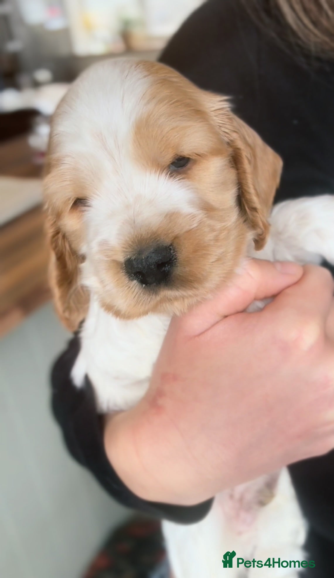 Cocker Spaniel dogs Pedigree Show Cocker Spaniels (Therapy Dog) - Advert 2