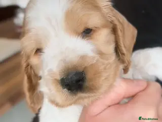 Cocker Spaniel dogs Pedigree Show Cocker Spaniels (Therapy Dog) - Advert 2