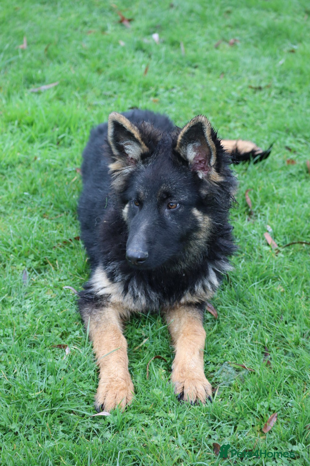 German Shepherd dogs for sale: Lovely gsd female top pick - Advert 15