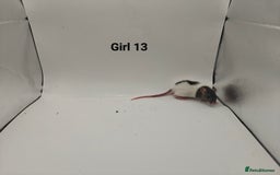Rat rodents for sale: October Litters: 32 Rats For Sale - Image 28