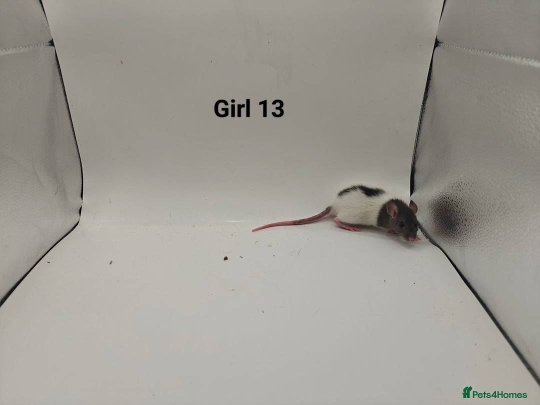 Rat rodents for sale: October Litters: 32 Rats For Sale - Image 28