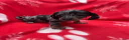 Miniature Dachshund dogs for sale: ****6 beautiful boys 💙💙*** - Advert 20