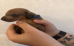 Miniature Dachshund dogs for sale: Miniature dachshund puppies for sale - Image 3