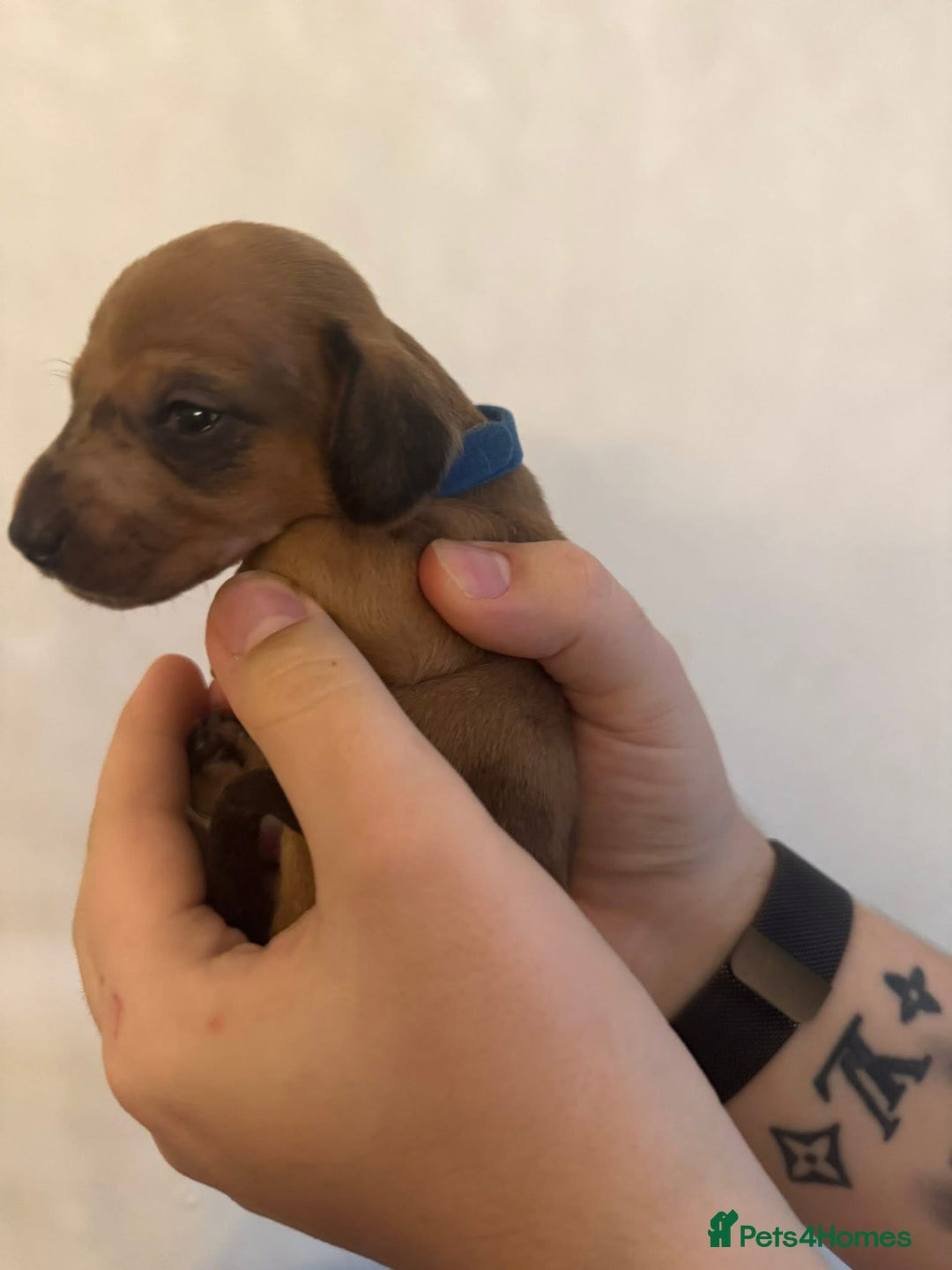 Miniature Dachshund dogs for sale: Miniature dachshund puppies for sale - Image 3