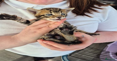 Bengal cats - Advert 10