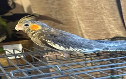 Cockatiels birds for sale: 2 DNA hand reared male cockatiels  - Image 1
