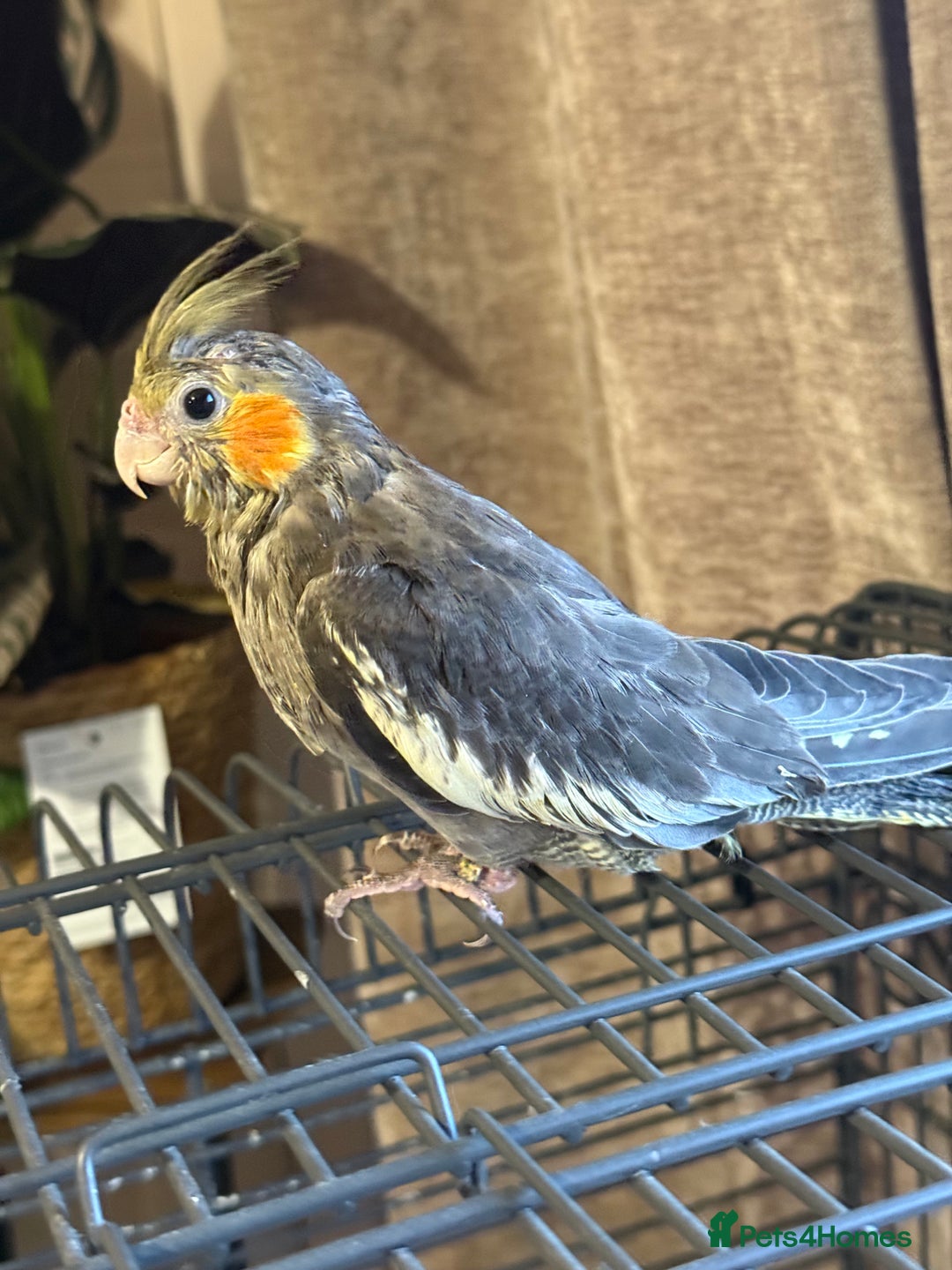 Cockatiels birds for sale: 2 DNA hand reared male cockatiels  - Image 1