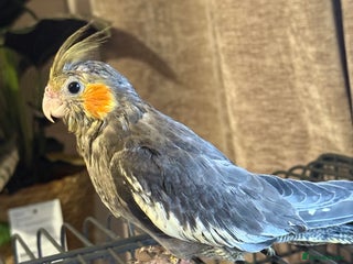 Cockatiels birds - Advert 27