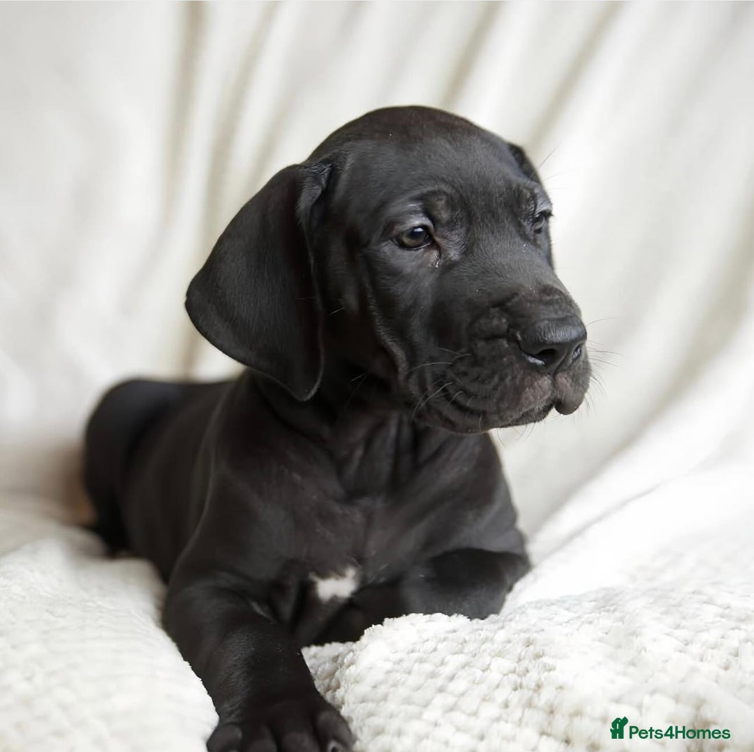 Great Dane dogs for sale: Waiting List Open - Advert 12