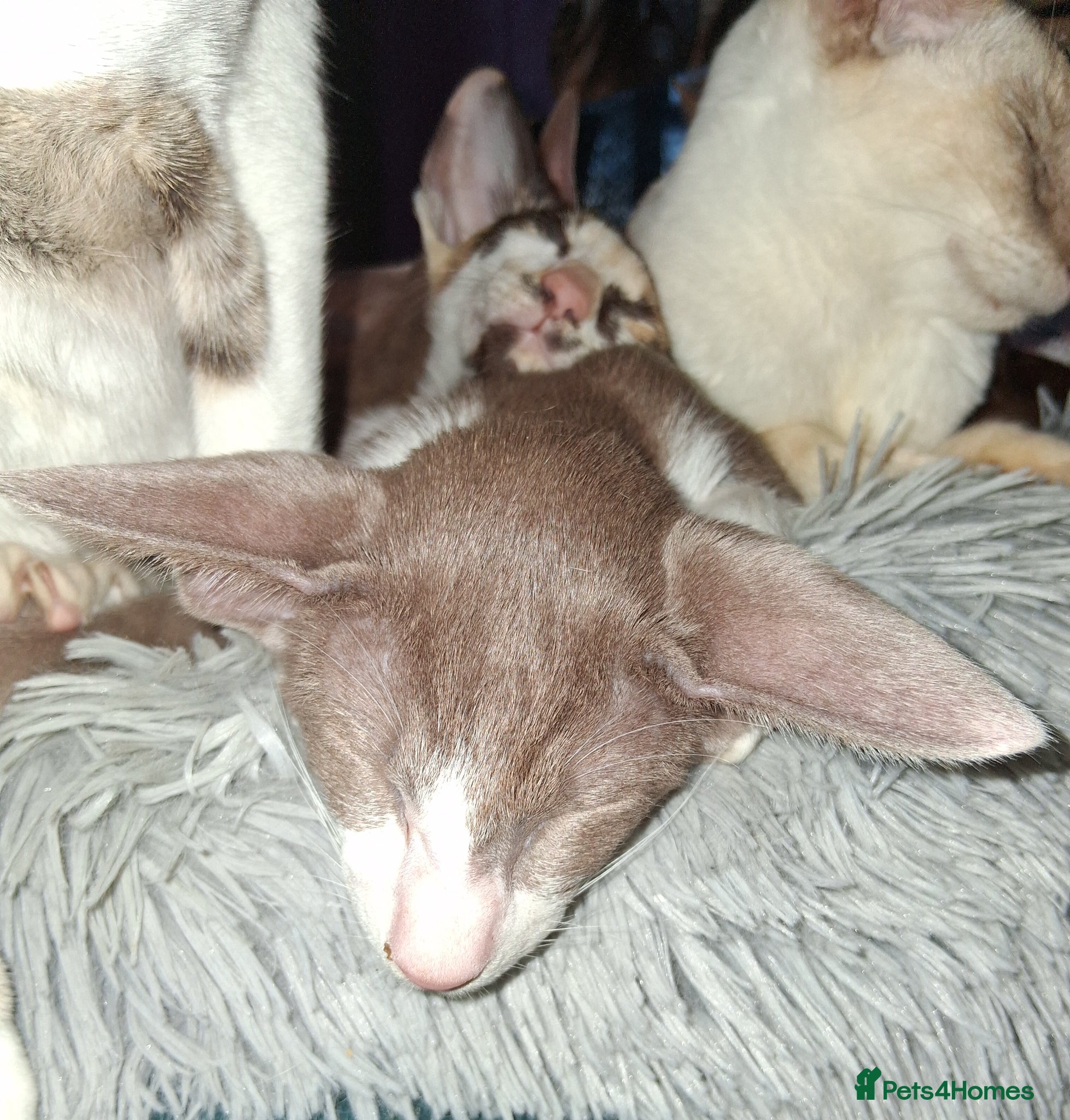 Oriental cats Gorgeous female bicolour last 1 - Advert 6