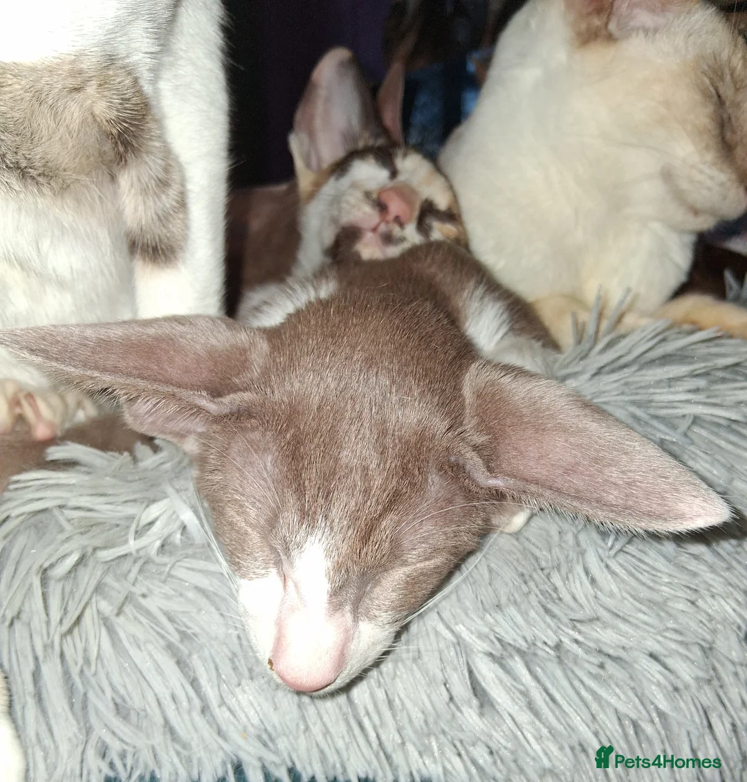 Oriental cats for sale: Gorgeous female bicolour last 1 - Advert 1
