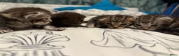 Mixed Breed cats for sale: Maine coon cross kittens  - Advert 7