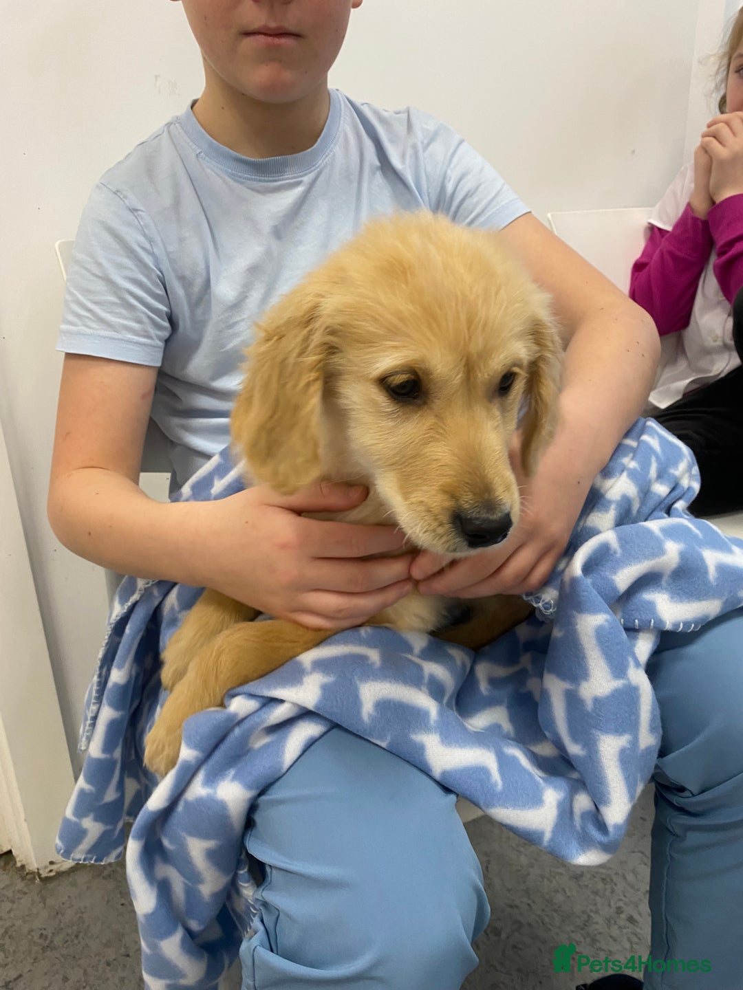 Golden Retriever dogs for sale: Arlo  - Advert 1