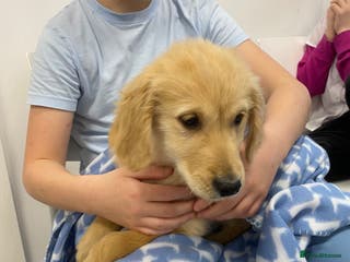 Golden Retriever dogs Arlo - Advert 1