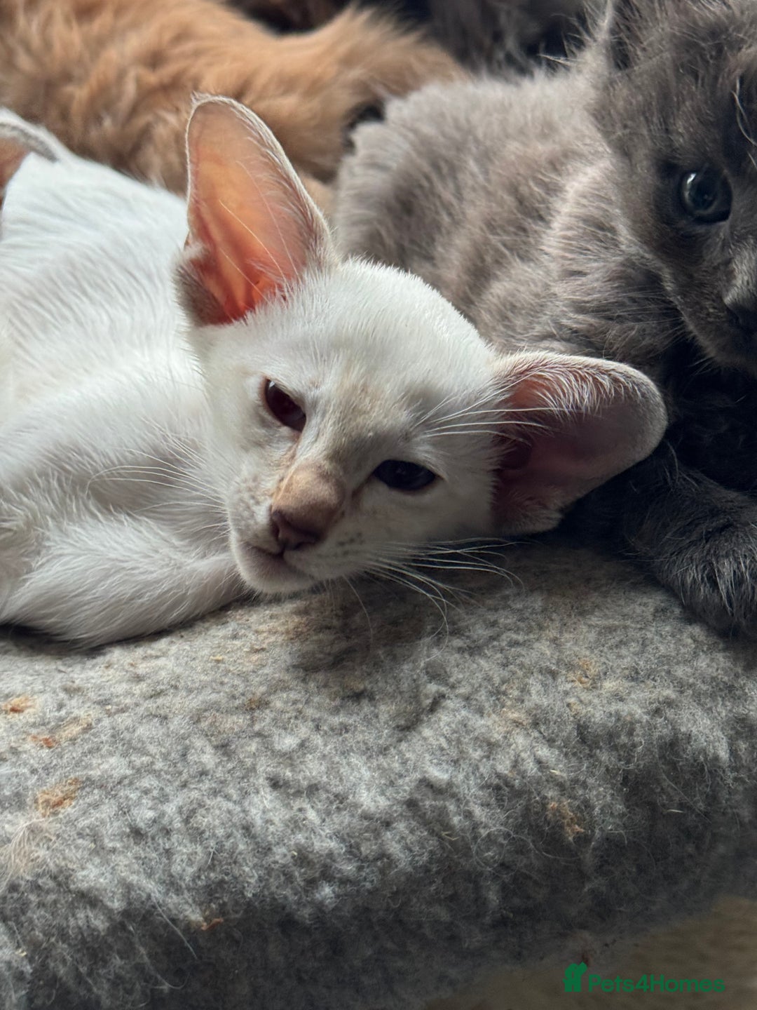 Siamese cats for sale: Beautiful Pedigree Siamese kitten GCCF Registered  - Advert 4