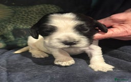 Cocker Spaniel dogs for sale: KC show cocker puppies black white blue roan - Image 9