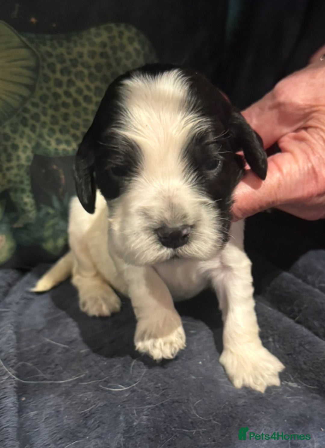 Cocker Spaniel dogs for sale: KC show cocker puppies black white blue roan - Image 9