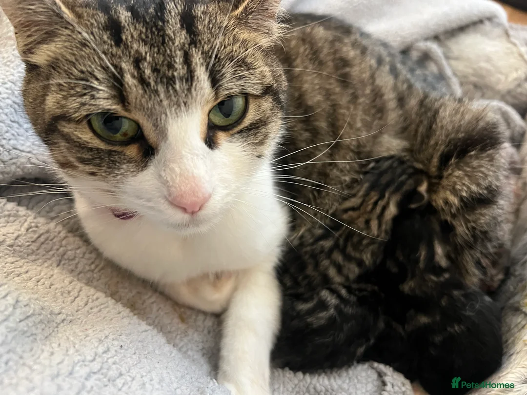 Domestic Shorthair cats for sale: Tabby tortoise shell domestic shorthair kittens - Advert 1