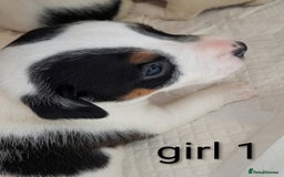 Jack Russell dogs for sale: Delightful Jack Russell Puppies  - Image 4