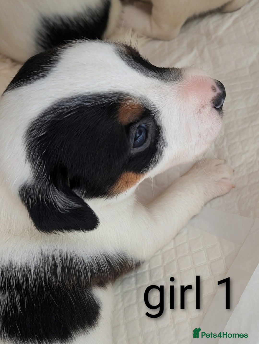 Jack Russell dogs for sale: Delightful Jack Russell Puppies  - Image 4