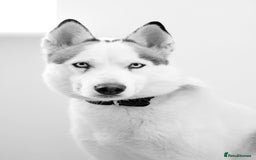 Siberian Husky dogs for sale: Male entire husky  - Image 1