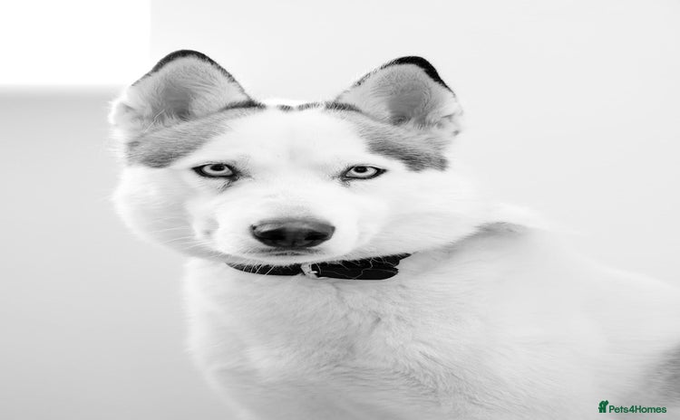 Siberian Husky dogs - Advert 1