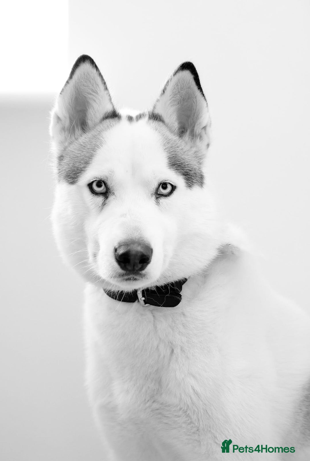 Siberian Husky dogs for sale: Male entire husky  - Image 1