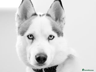 Siberian Husky dogs - Advert 1