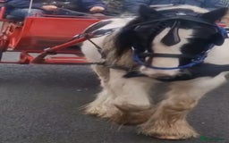 Other Breed horses for sale: Families dream horse  - Image 2