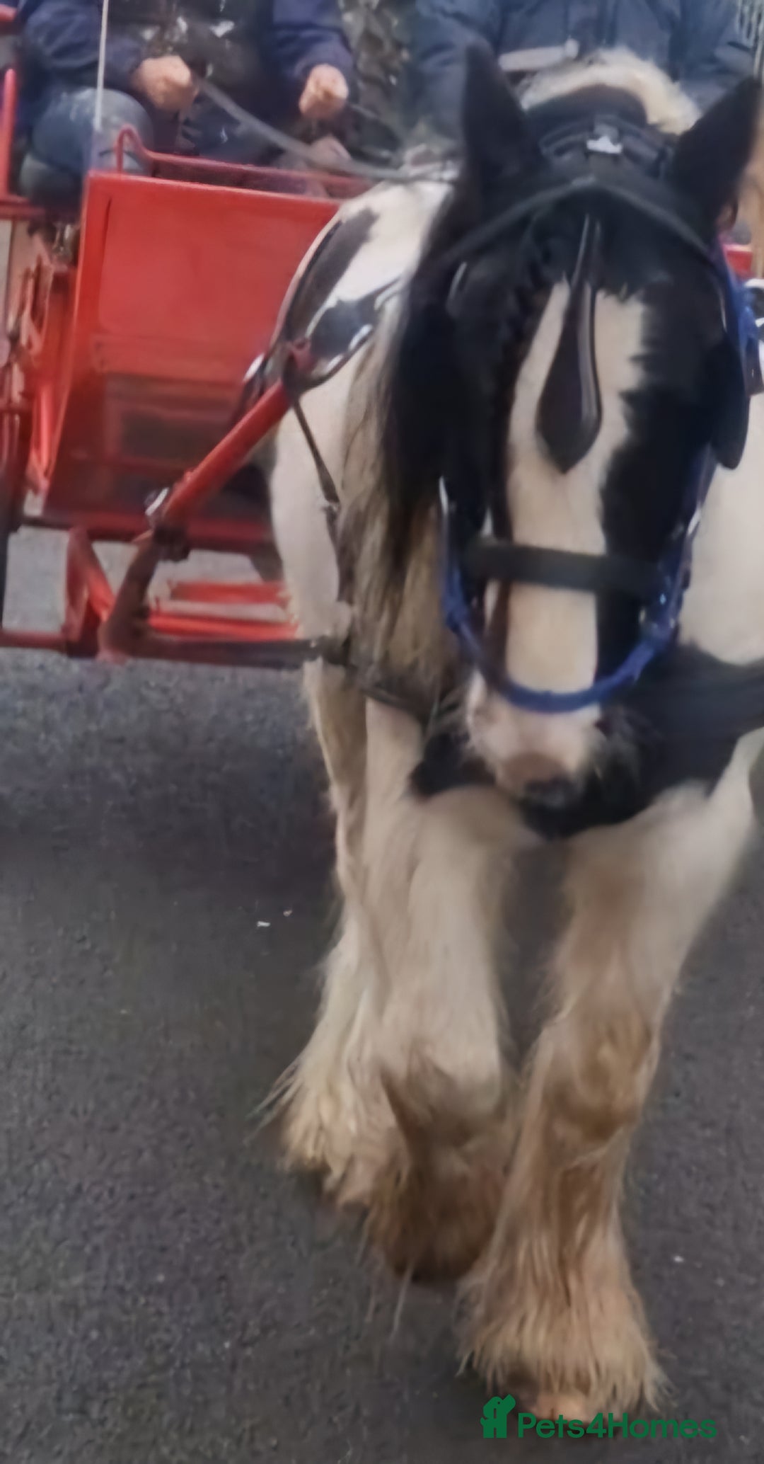 Other Breed horses for sale: Families dream horse  - Image 2