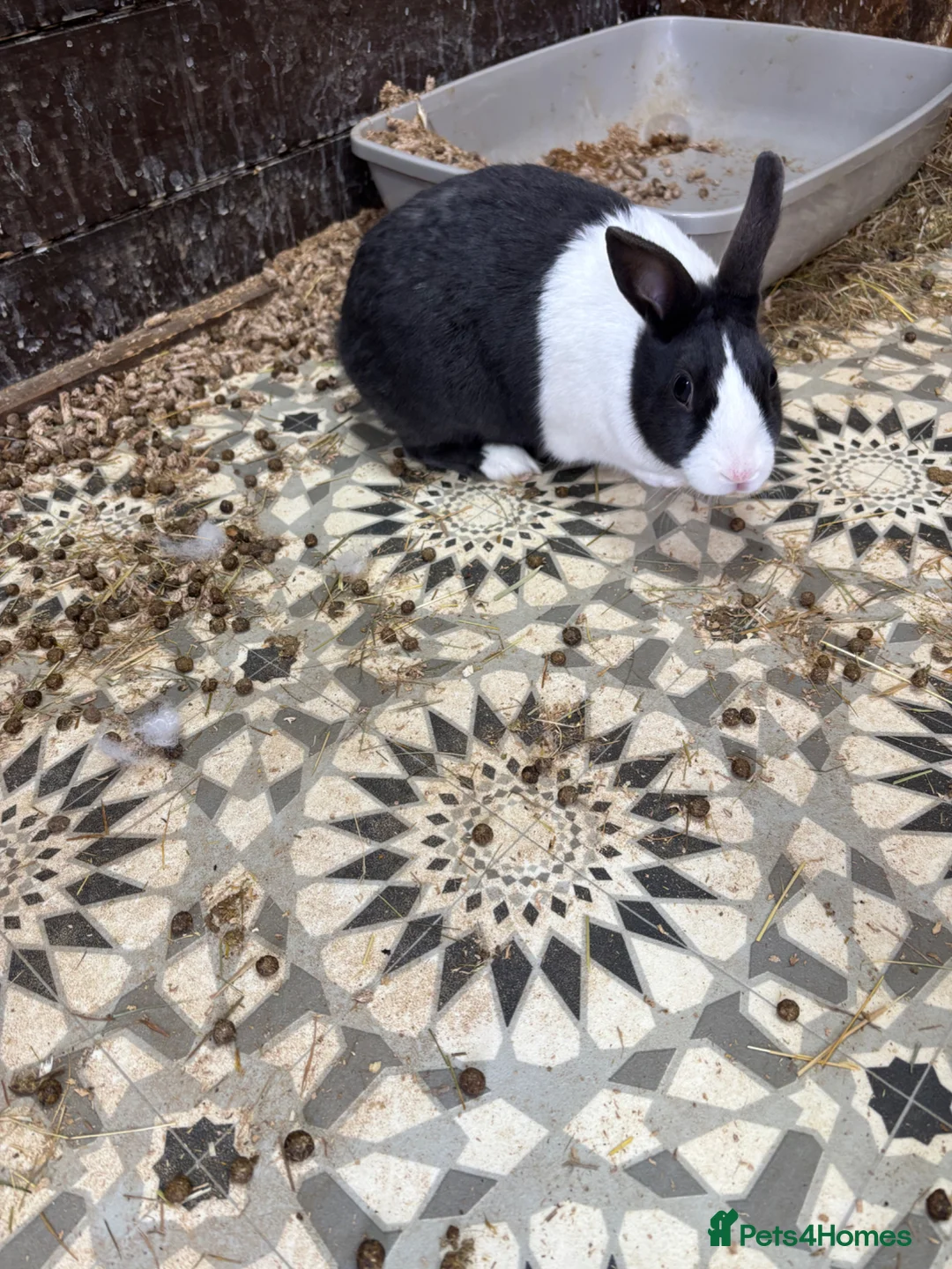 Dutch rabbits for sale: black and white dutch  - Advert 2