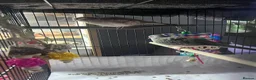 Mixed Breed birds for sale: Female budgies, Love birds and diamond dove in Scunthorpe - Advert 16