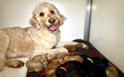 Goldendoodle dogs for sale: F1b Miniature Goldendoodles - Waiting List Open - Image 13