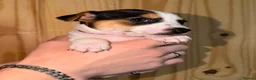 Jack Russell dogs for sale: 5 Stunning Tradition Jack Russell Puppies - Advert 8