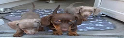 Chiweenie dogs for sale: 3 chiwennie for sale  - Advert 5