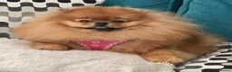 Pomeranian dogs for sale: Beautiful Pomeranian for Sale - Advert 2