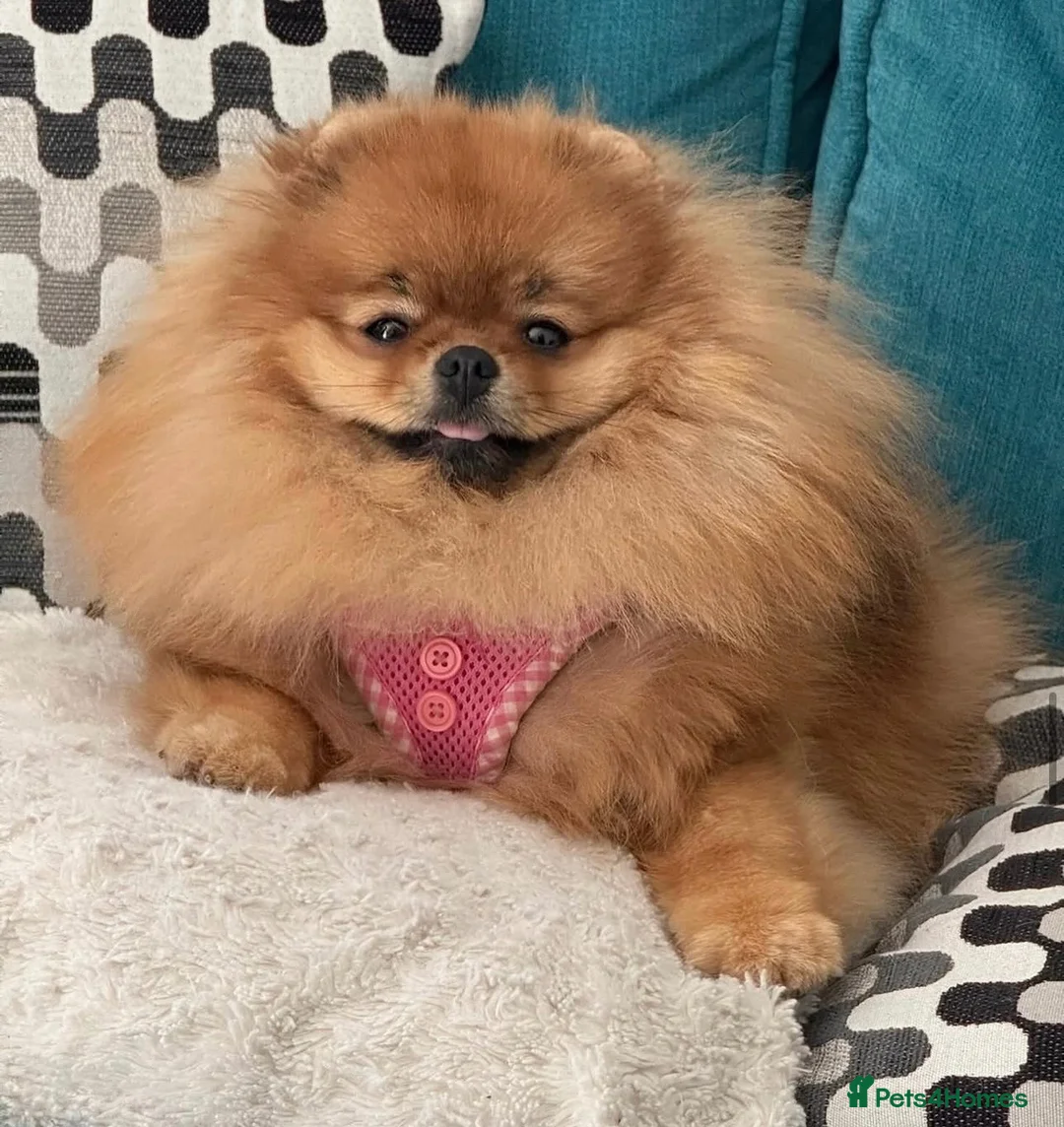 Pomeranian dogs for sale: Beautiful Pomeranian for Sale - Advert 2