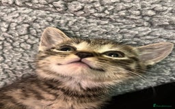 Mixed Breed cats for sale: Adorable mixed breed kittens  - Advert 11