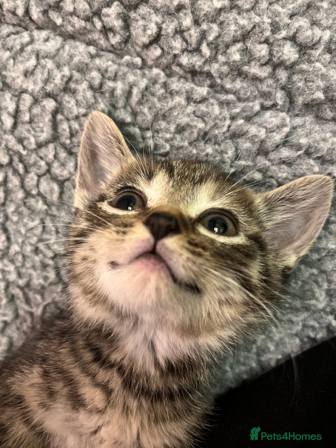 Mixed Breed cats for sale: Adorable mixed breed kittens  - Advert 11