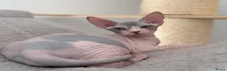 Sphynx cats for sale: Donskoy Tica pedigree  - Advert 2