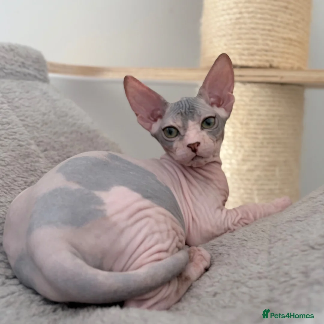Sphynx cats for sale: Donskoy Tica pedigree  - Advert 2