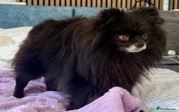 Pomeranian dogs for adoption: Nike – Torn From the Edge of Death - Image 6