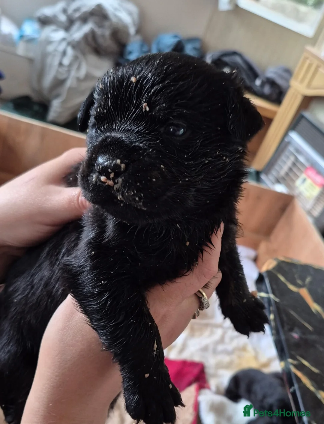 Mixed Breed dogs for sale: Stunning rotticorsos ready now in Doncaster - Advert 13