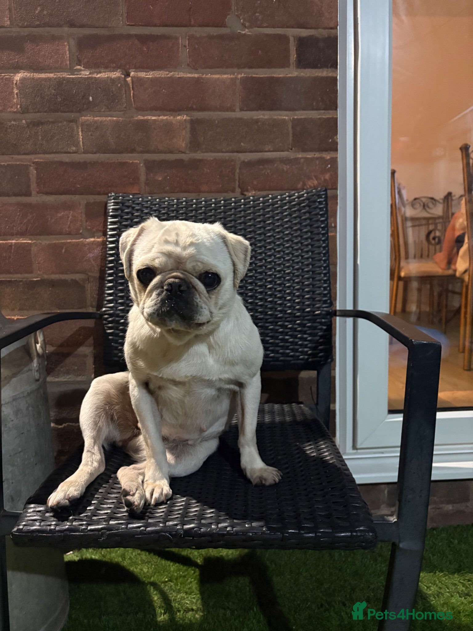 Pug dogs Female pug - Advert 2