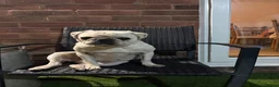 Pug dogs for sale: Female pug - Advert 1