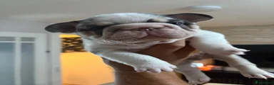 French Bulldog 1