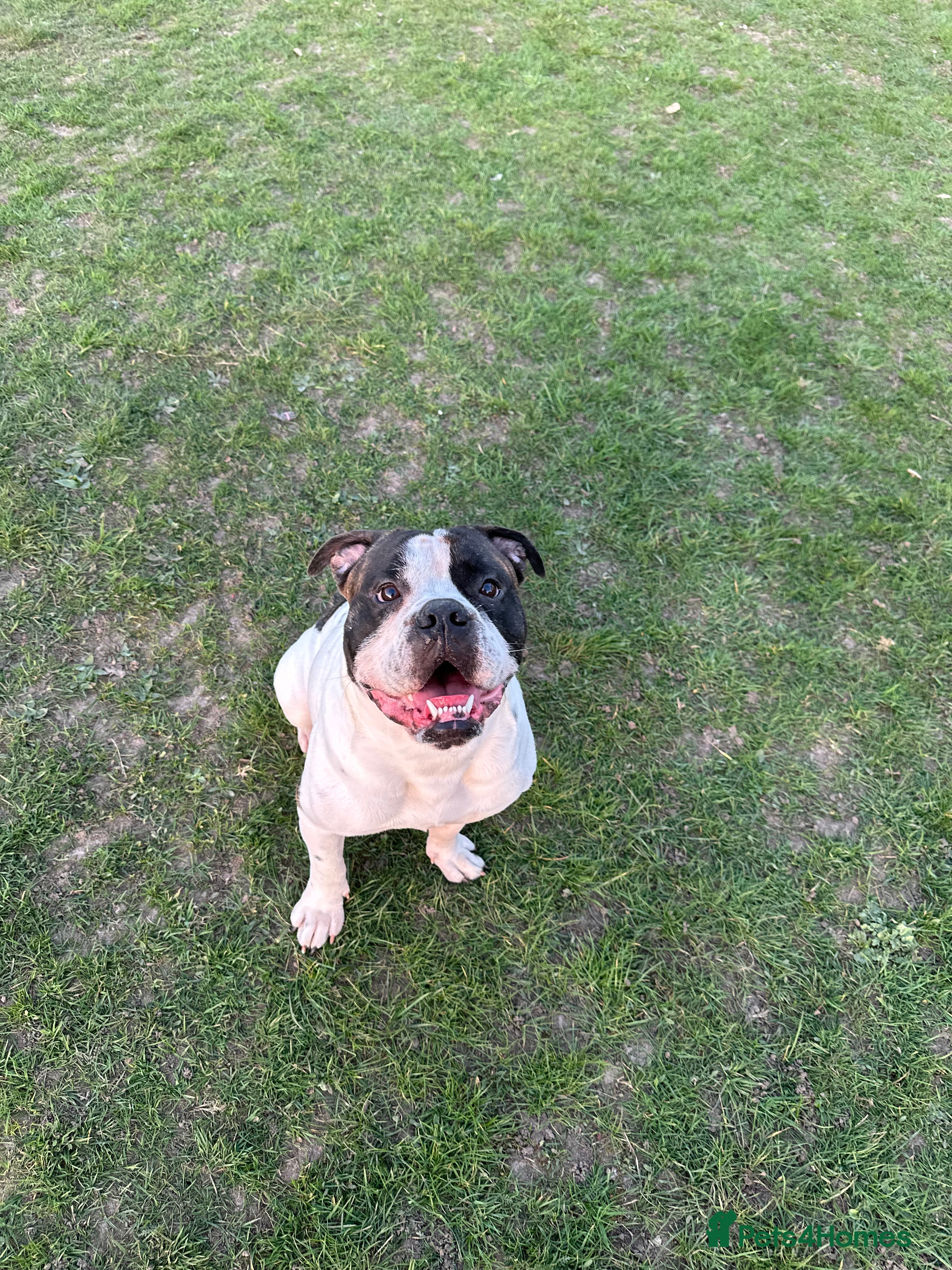 Old Tyme Bulldog dogs Old Tyme bulldog  - Advert 7