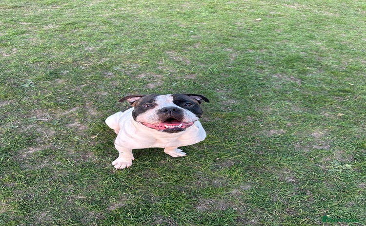 Old Tyme Bulldog dogs - Advert 2