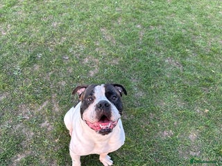 Old Tyme Bulldog dogs Old Tyme bulldog - Advert 7